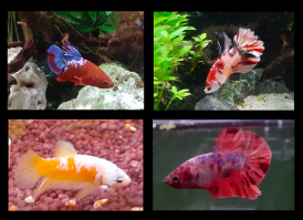 Betta mannen